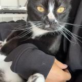 Foto del gato perdido en Montpellier