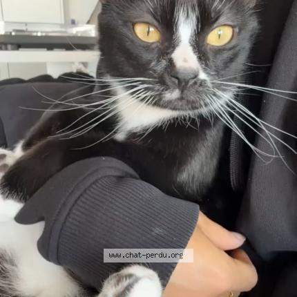 Foto 1/1 Happy Chat perdido en Montpellier