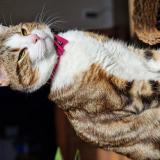 Foto del gato perdido en Bourg De Thizy