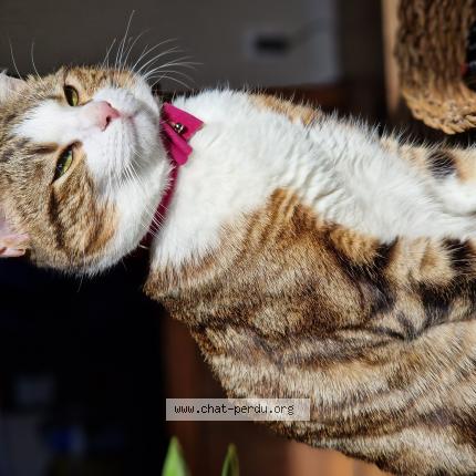 Foto 1/1 MINA Chat perdido en Bourg de thizy