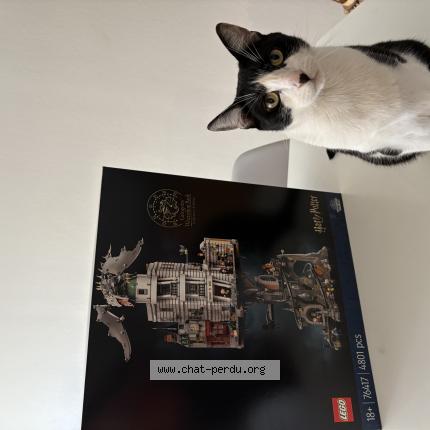 Foto 1/1 Pirate Chat perdido en Reims