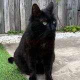 Foto del gato perdido en Bondoufle