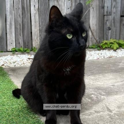 Foto 1/1 Baghera Chat perdido en Bondoufle