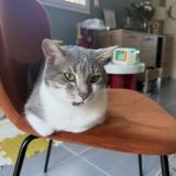 Foto del gato perdido en Beaucourt