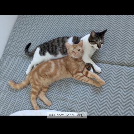 Foto 1/1 Mallow Chat perdido en Damvix