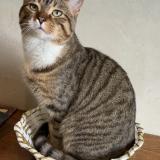 Foto del gato perdido en Vitry Sur Seine