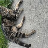 Foto de gato encontrado en Ecorcei