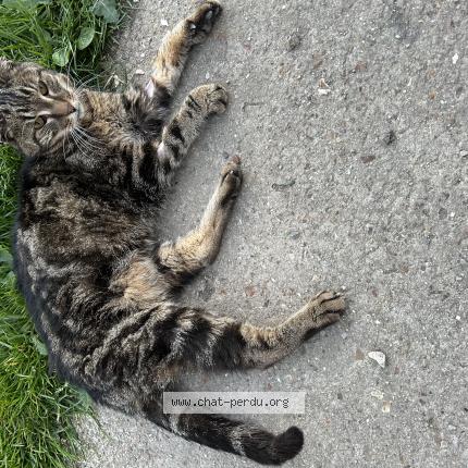 Foto 1/1 Gato encontrado Encontrado en Ecorcei