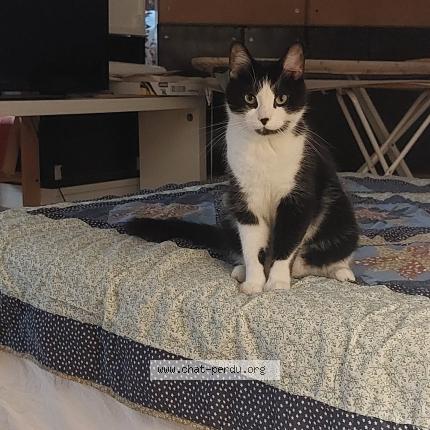 Foto 1/1 Nakka Chat perdido en Chatillon