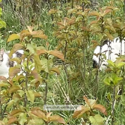 Foto 1/1 Gato encontrado Encontrado en Brie comte robert