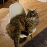 Foto del gato perdido en Toulouse