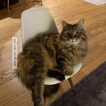 Foto 1/1 Ulys Chat perdido en Toulouse