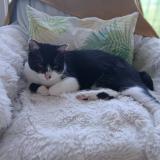 Foto del gato perdido en Tarbes