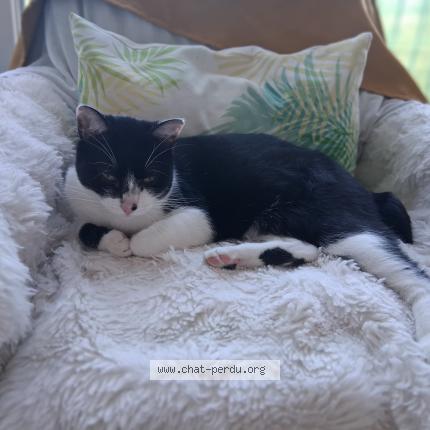 Foto 1/1 Bistou Chat perdido en Tarbes