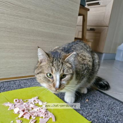 Foto 1/1 Rom&eacute;o Chat perdido en Mettet