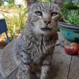 Foto del gato perdido en Orange
