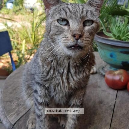 Foto 1/1 TOZ Chat perdido en Orange