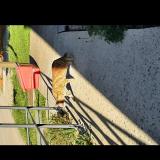 Foto de gato encontrado en Lacourneuve