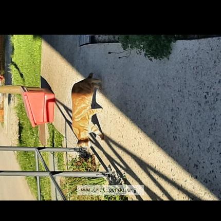 Foto 1/2 Gato encontrado Encontrado en Lacourneuve