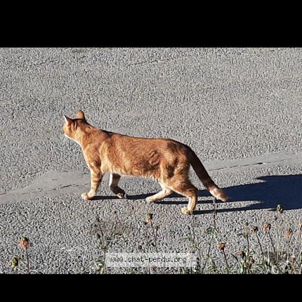 Foto 2/2 Gato encontrado Encontrado en Lacourneuve