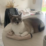 Foto del gato perdido en Grandfresnoy