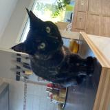 Foto del gato perdido en Saint Alban