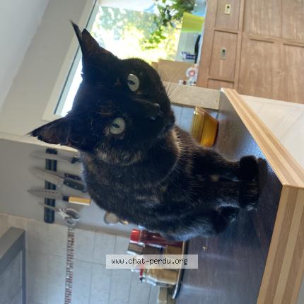 Foto 1/1 Caline Chat perdido en Saint alban