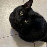 Foto del gato perdido en St Maur Des Fosses