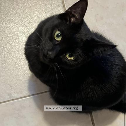 Foto 1/1 Stiko Chat perdido en St maur des fosses