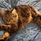 Foto del gato perdido en Saint Maurice