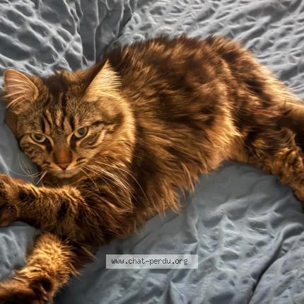 Foto 1/1 Poutine Chat perdido en Saint maurice