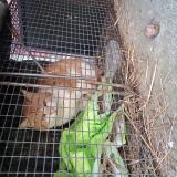 Foto de gato encontrado en Val D Oire Et Gartempe