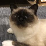 Foto del gato perdido en Dammartin En Goele