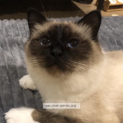 Foto 1/1 Fifille Chat perdido en Dammartin en goele