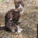 Foto del gato perdido en Lelin Lapujolle