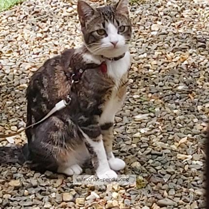 Foto 1/1 MIMINE Chat perdido en Lelin lapujolle