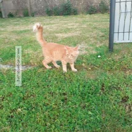 Foto 1/1 Gato encontrado Encontrado en Missillac