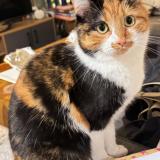 Foto del gato perdido en Lesigny