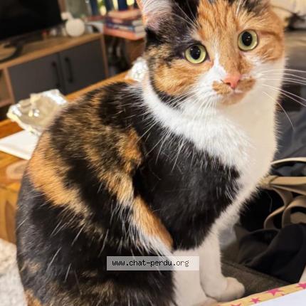 Foto 1/1 Zumba Chat perdido en Lesigny