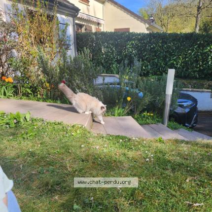 Foto 1/1 Savonnette Chat perdido en Buc