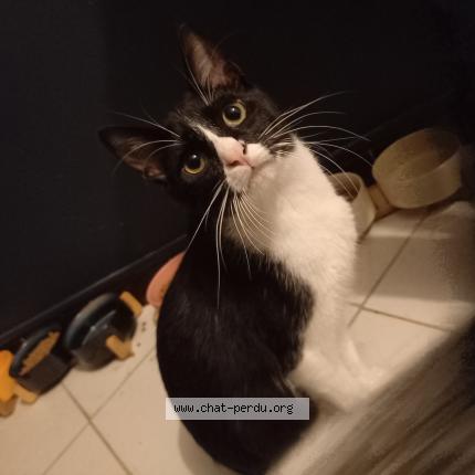 Foto 1/1 Mitsugo Chat perdido en Gradignan