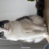 Foto del gato perdido en Lyon