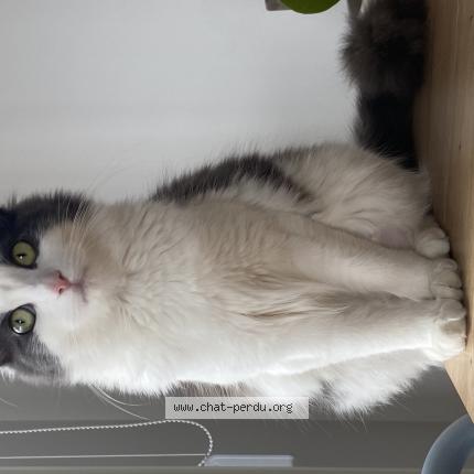 Foto 1/1 Bali Chat perdido en Lyon