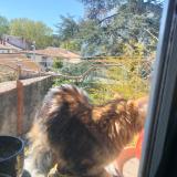 Foto de gato encontrado en Montpellier