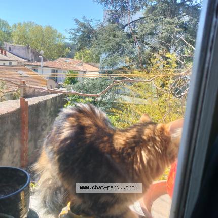 Foto 1/1 Gato encontrado Encontrado en Montpellier