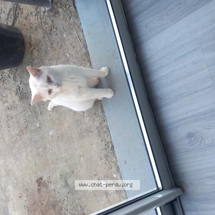 Foto 1/1 Gato encontrado Encontrado en Le grand celland