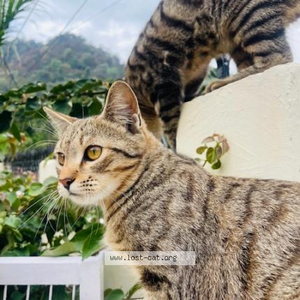 Foto 1/1 Kylie Chat perdido en Kathgodam