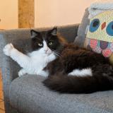 Foto del gato perdido en Cailloux Sur Fontaines