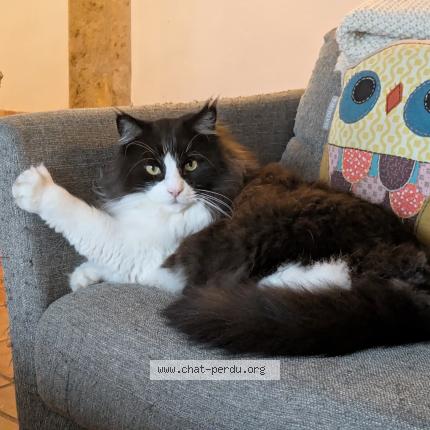 Foto 1/1 Salto Chat perdido en Cailloux sur fontaines