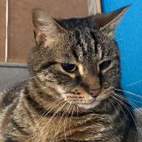 Foto del gato perdido en Menat